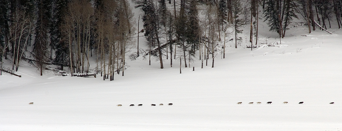 Druid wolf pack